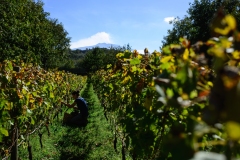 Etna-from-my-grecanico-dorato-vineyard