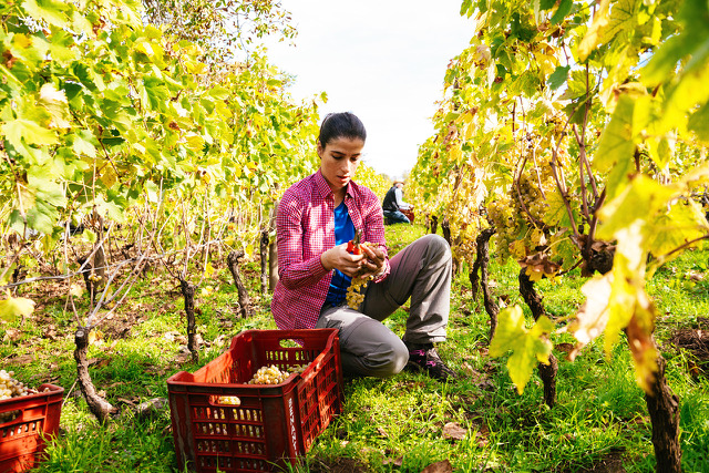 Raccolta Grecanico Dorato 2019