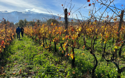 Etna e vino: il racconto segreto dell’enoturismo a nord del Vulcano