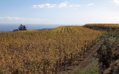 Nobiltà di Vino | L’evoluzione delle cantine siciliane: una nuova identità del turismo esperienziale