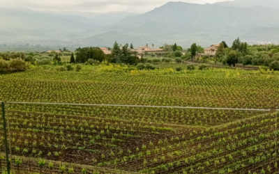 Nobiltà di Vino | Cantina Pietradolce, viaggio nella cattedrale del vino ai piedi dell’Etna