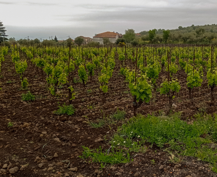 Cantina Pietradolce