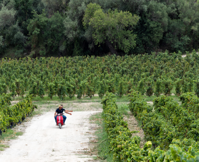 Assovini Sicilia promuove la Sicilia come wine destination