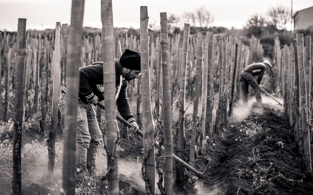 I percorsi esperienziali del progetto DI-VINO alla scoperta dei muretti a secco dell’Etna