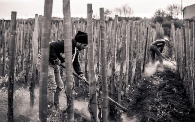 I percorsi esperienziali del progetto DI-VINO alla scoperta dei muretti a secco dell’Etna
