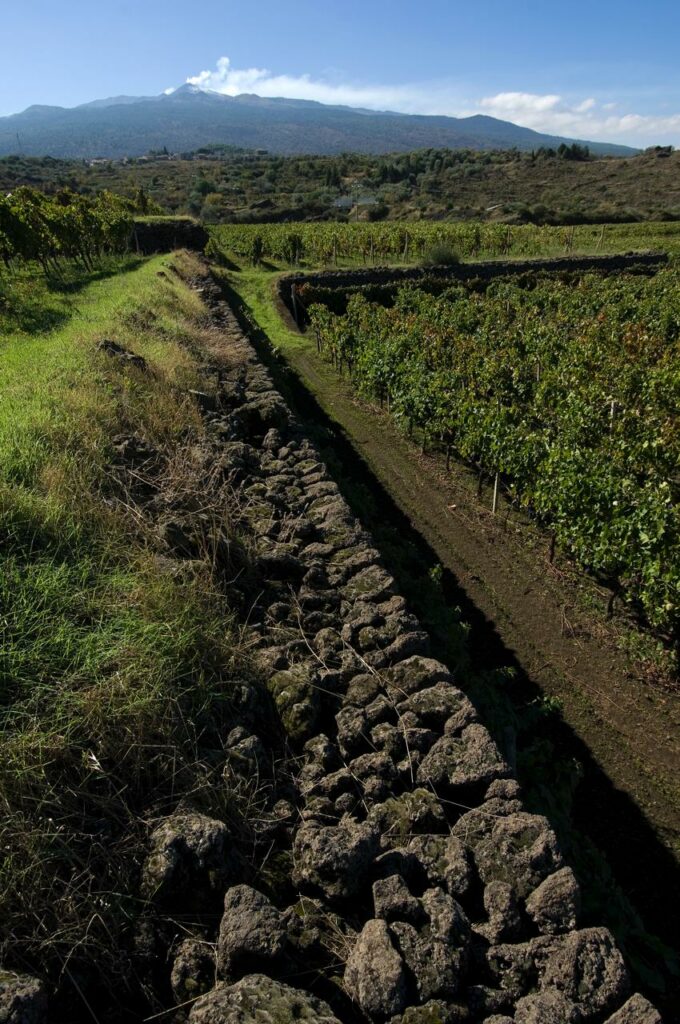 Vigneto della Cantina Pietradolce sull'Etna, protagonista di Incroci di Vite 2026 per WonderLAD